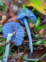 Entoloma virescens