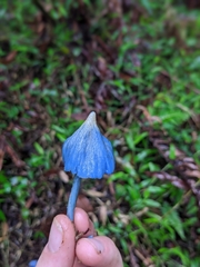 Entoloma virescens