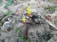 Lachenalia lutea