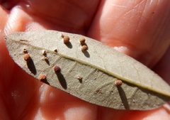 Neuroterus saltatorius texanus