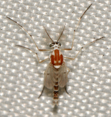 Procladius bellus