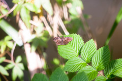 Gorgythion begga begga