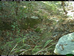 Sciurus niger limitis