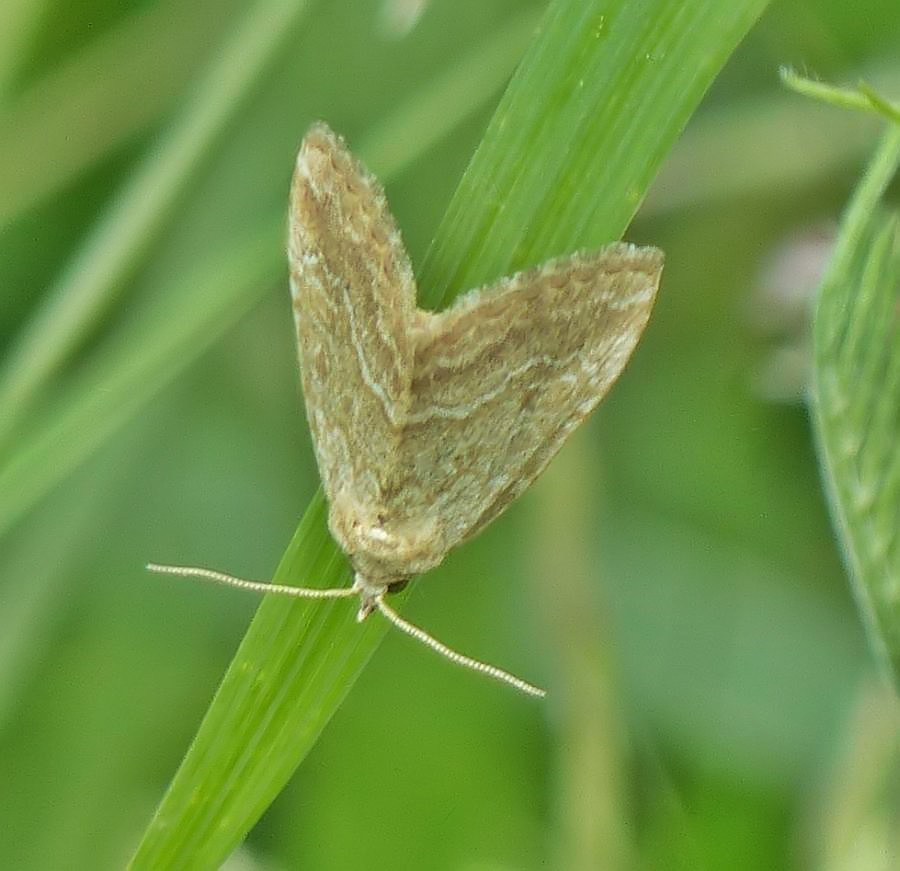 Pale Glyph