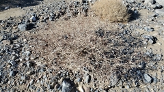 Psorothamnus arborescens minutifolius