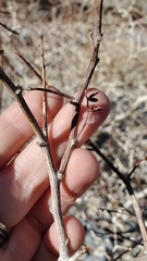 Psorothamnus arborescens minutifolius
