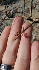 Psorothamnus arborescens minutifolius