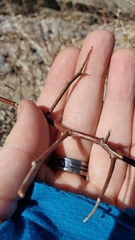 Psorothamnus arborescens minutifolius