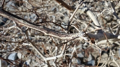 Psorothamnus arborescens minutifolius