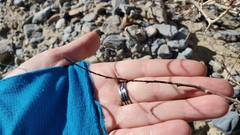 Psorothamnus arborescens minutifolius