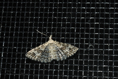 Alucita adriendenisi