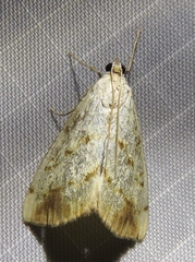 Evergestis extimalis