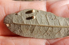 Neuroterus saltatorius texanus