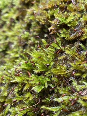 Sciuro-hypnum plumosum