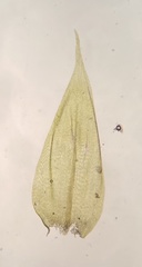 Sciuro-hypnum plumosum