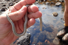 Thamnophis cyrtopsis cyrtopsis
