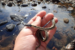 Thamnophis cyrtopsis cyrtopsis