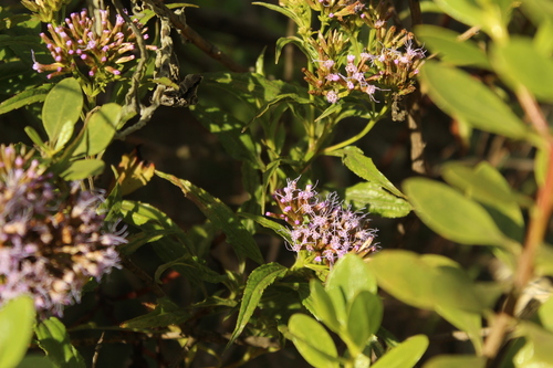 Chromolaena perglabra (Chromolaena perglabra)
