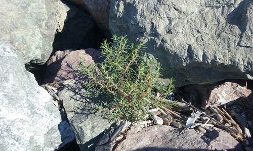 Oppositeleaf Russian thistle (Salsola soda)
