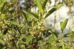 Lippia hirsuta