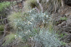 Parolinia filifolia