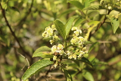 Lippia hirsuta