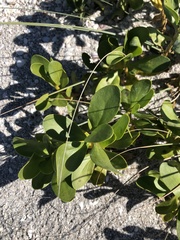 Scaevola plumieri