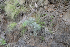 Parolinia filifolia