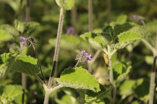 Mesosphaerum perbullatum, photograph 4