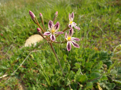 Pelargonium radulifolium