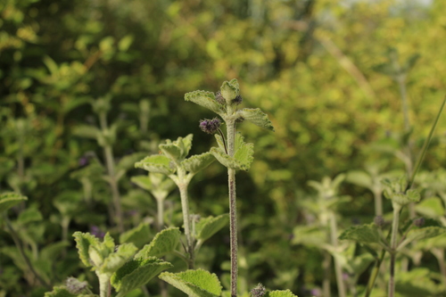 Mesosphaerum perbullatum, photograph 5