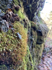 Bryoerythrophyllum recurvirostrum