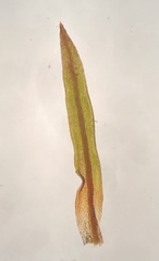 Bryoerythrophyllum recurvirostrum
