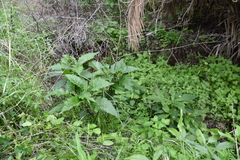Crambe pritzelii