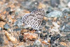 Leptotes cassius cassius