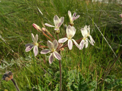 Pelargonium radulifolium