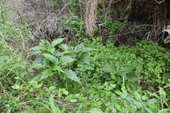 Crambe pritzelii