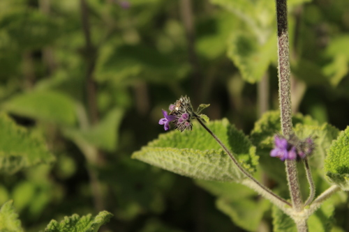 Mesosphaerum perbullatum, photograph 3