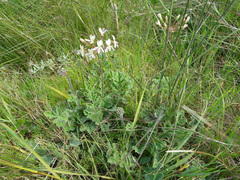 Pelargonium radulifolium