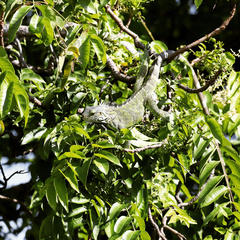 Iguana iguana