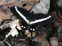 Graphium illyris