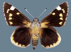 Megathymus streckeri