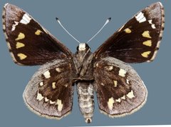 Megathymus streckeri