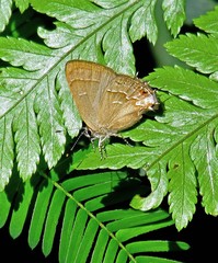 Arzecla tucumanensis