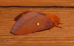 Anisota virginiensis