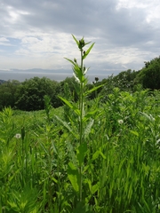 Picris japonica kamtschatica
