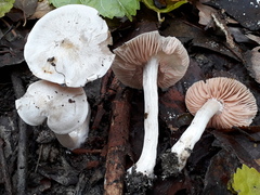 Entoloma saundersii