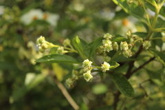 Lippia hirsuta
