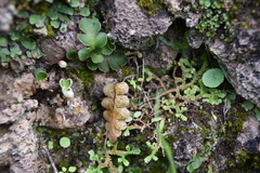 Asplenium aureum