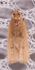 Glyphidocera democratica
